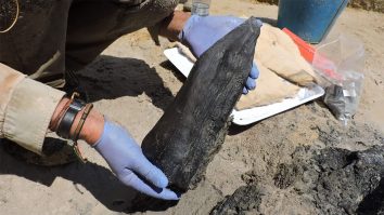 Descoperire unică în Zambia. Arheologii au găsit o structură de lemn veche de aproape jumătate de milion de ani