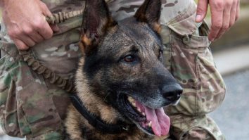 Câinii întrec mașinăriile NATO la găsirea explozibililor. Oficialii spun că sunt cruciali și indispensabili în misiuni