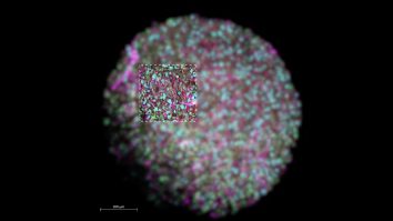 Oamenii de știință cresc un nou model de embrion uman, fără spermatozoizi sau ovule