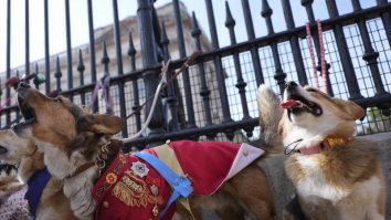VIDEO. Zeci de corgi s-au adunat în fața Palatului Buckingham pentru a-i aduce omagiu Reginei Elisabeta a II-a. Ce ținute le-au ales stăpânii