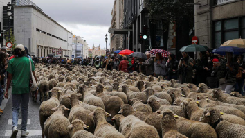 Oile cutreieră Madridul. Cel puțin 1100 de oi și 200 de capre au traversat orașul la Sărbătoare Transhumanței