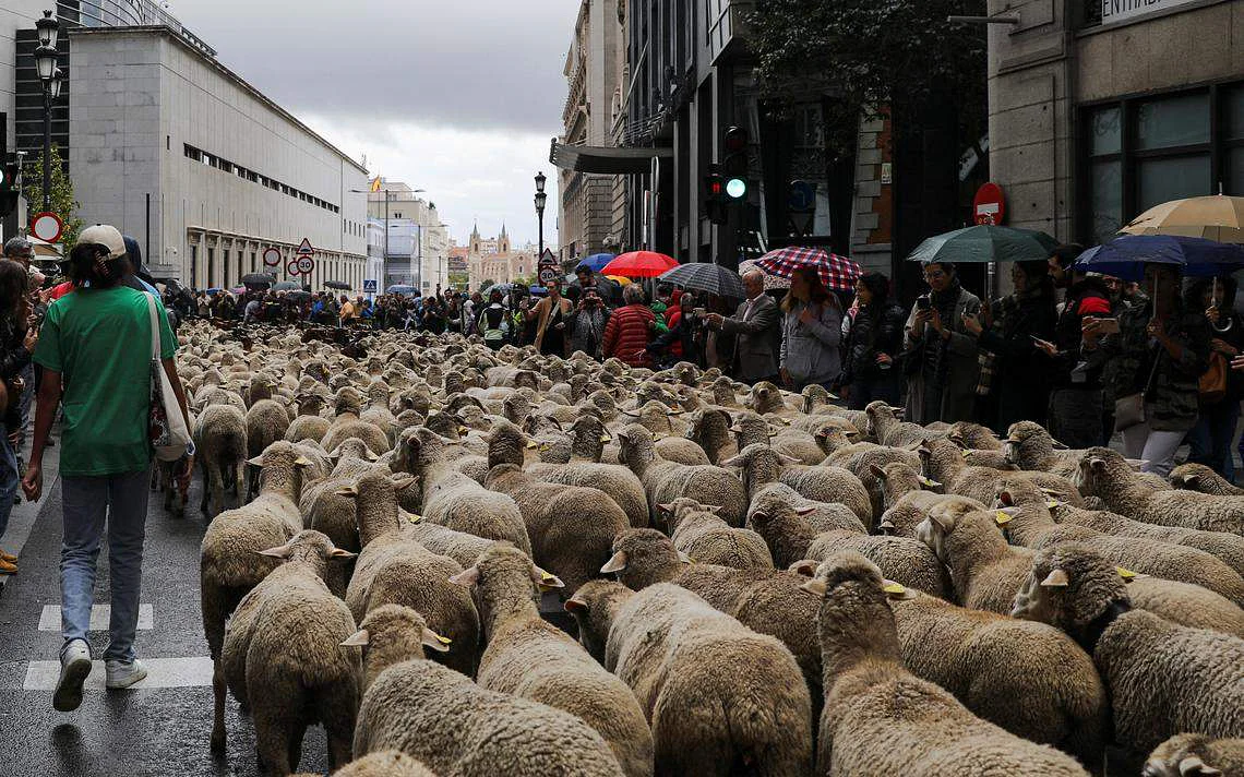 Oile cutreieră Madridul. Cel puțin 1100 de oi și 200 de capre au traversat orașul la Sărbătoare Transhumanței