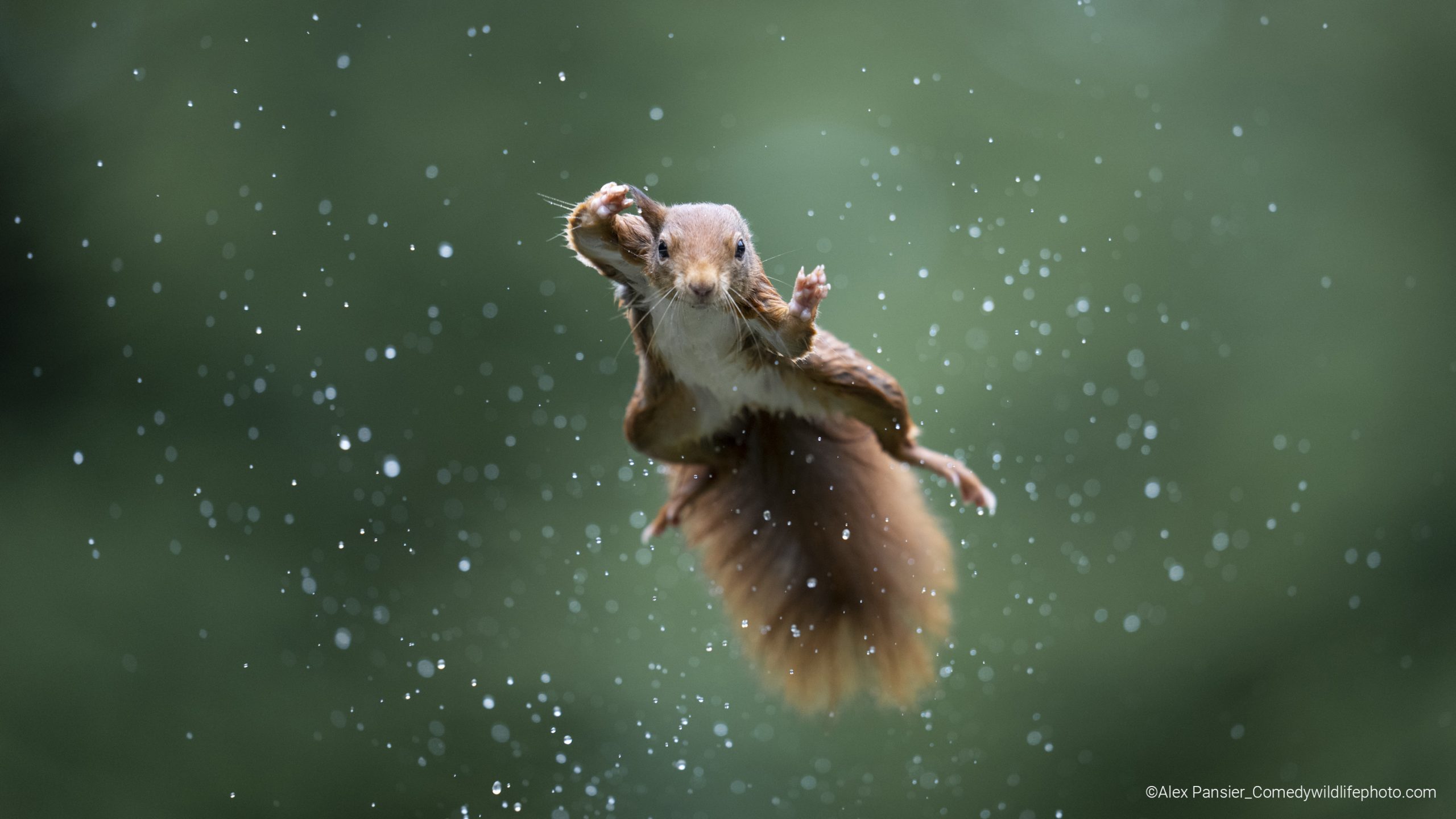 Animalele știu cum să stea la poze. Cine sunt finaliștii Comedy Wildlife Photo Awards