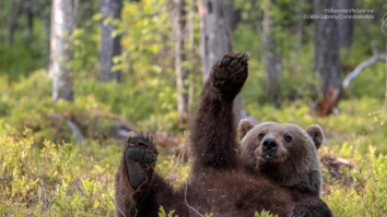FOTO. Finaliștii competiției Comedy Wildlife Photo Awards au fost anunțați. În ce ipostaze amuzante au fost surprinse animalele sălbatice