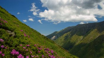 Fundația Conservation Carpathia vrea să creeze cel mai mare parc împădurit de pe continent. Proiectul ajunge în presa din afară