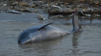Peste o sută de delfini au fost găsiți morți în Amazonia braziliană. Temperaturile record ale lacului ar fi cauza