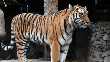 Ziua Mondială a Animalelor. Ce grădini zoologice au programe de conservare pentru speciile pe cale de dispariție