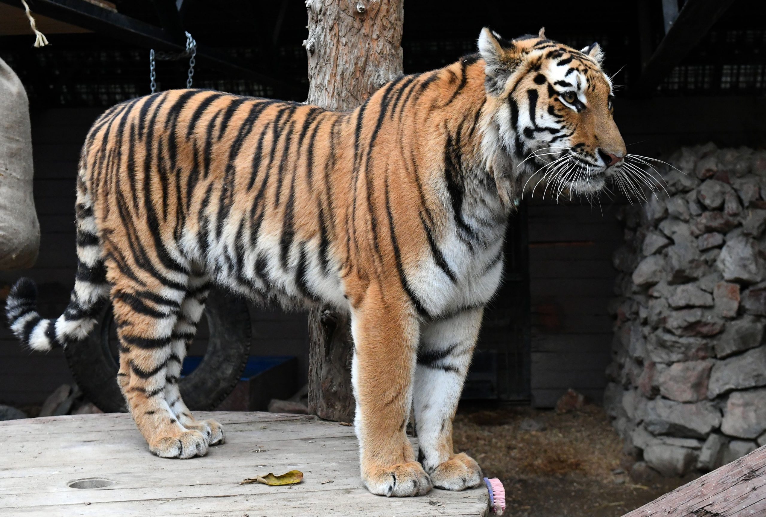 Ziua Mondială a Animalelor. Ce grădini zoologice au programe de conservare pentru speciile pe cale de dispariție