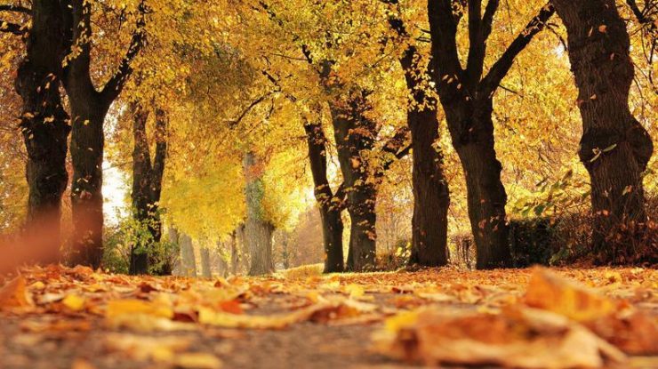 Prognoza meteo pentru luna noiembrie. Valorile termice vor fi mai ridicate decât cele specifice perioadei