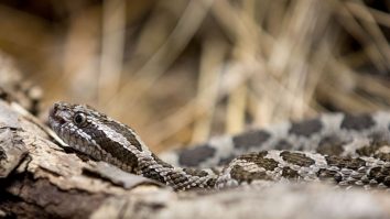 Cum arată cea mai mare colecție de șerpi? Aceasta ar ajunge la 70.000 de exponate