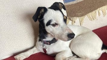 VIDEO. Un câine Jack Terrier a petrecut 10 săptămâni lângă stăpânul său după ce acesta murise/Povestea lui Arthur, câinele care a călătorit 700 de kilometri alături de stăpânul său într-o competiție de anduranță, va deveni film