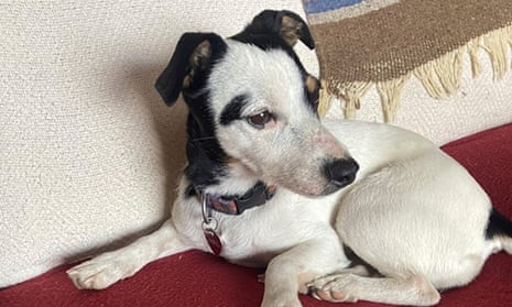 VIDEO. Un câine Jack Terrier a petrecut 10 săptămâni lângă stăpânul său după ce acesta murise/Povestea lui Arthur, câinele care a călătorit 700 de kilometri alături de stăpânul său într-o competiție de anduranță, va deveni film