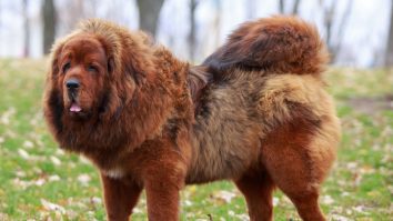 Wall Street Journal: Investiția într-un cățel poateajunge la un cost de 49.000 de dolari pe parcursul vieții. Topul celor mai căutate rase de căței