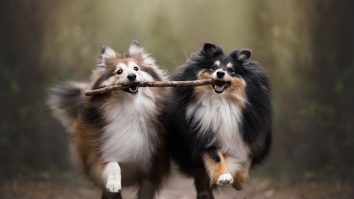 FOTO. Dog Photography Awards a revenit cu o nouă ediție. Cine a câștigat concursul