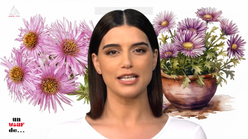 Un vârf de… aster
