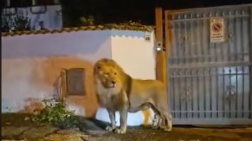VIDEO. Un leu care a evadat de la un circ din orașul italian Ladispoli. Animalul a fost în libertate cel puțin cinci ore