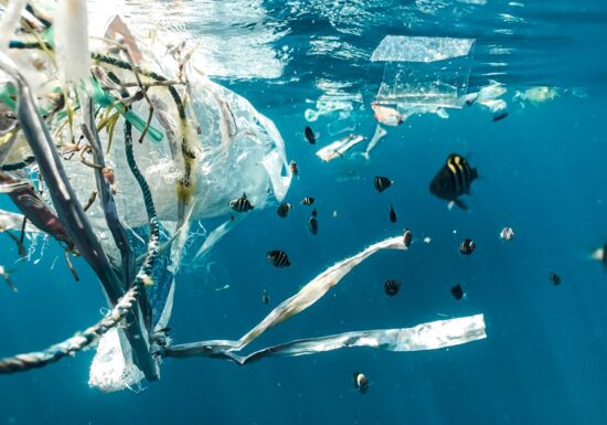 Plasticul ar putea deveni un material comestibil pentru animalele marine. Ce descoperiri au făcut cercetătorii japonezi