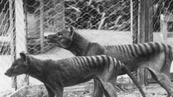 Tigrul tasmanian ajută oamenii de știință. Cum au fost descoperite molecule ARN într-o specie dispărută
