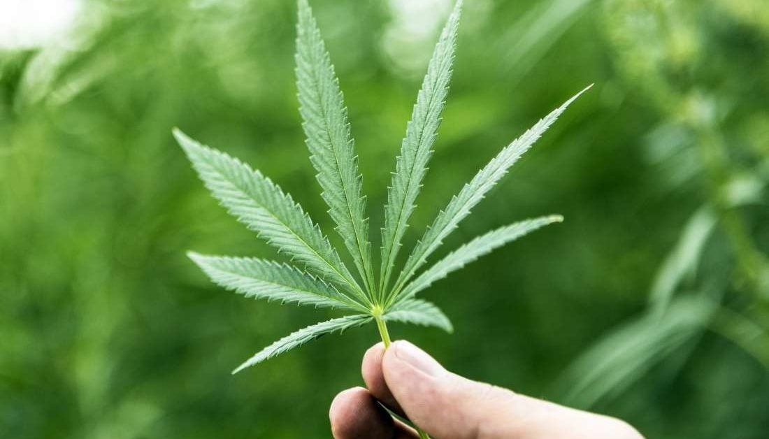 Olanda legalizează consumul de Cannabis. Orașele în care s-a dat deja „undă verde”