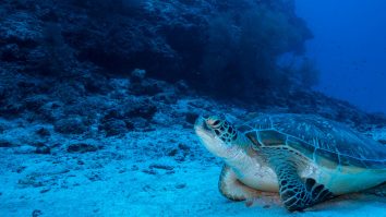 Echipa Ocean Census Tenerife a descoperit potențiale noi specii oceanice: „S-ar putea să existe deja specii pe care nu le cunoaștem și care au dispărut”