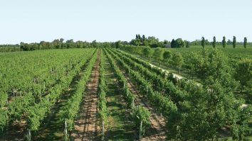 Viticultorii din Bordeaux vor primi subvenții pentru a distruge 8.000 de hectare de viță de vie