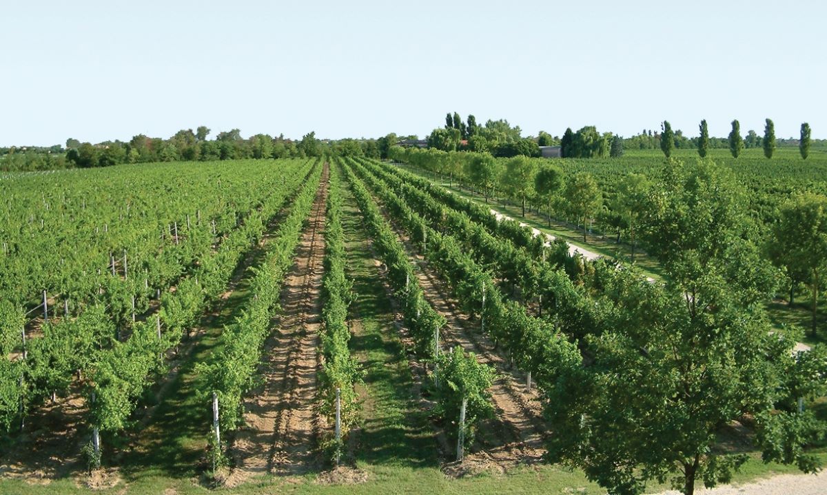 Viticultorii din Bordeaux vor primi subvenții pentru a distruge 8.000 de hectare de viță de vie