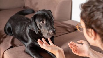 Cum să spargi „bariera lingvistică” cu câinele sau pisica ta