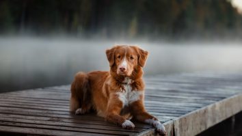STUDIU. De ce sunt proprietarii de câini mai sănătoși?