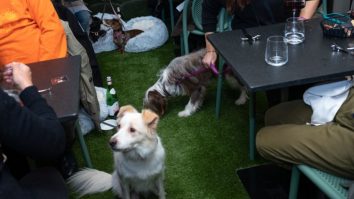 Fine dining pentru câini: În ce capitală europeană poți lua masa cu patrupezii?