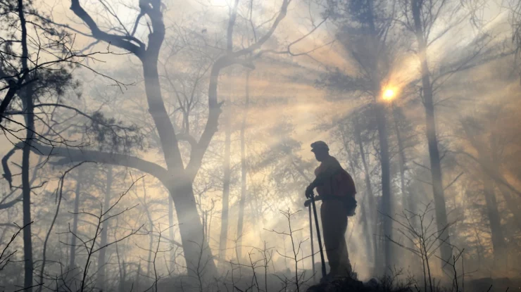 FOTO. O specie de pin din SUA prosperă atunci când este arsă. Locuitorii din sud reînvie o „cultură a focului” pentru a spori aria de răspândire a speciei