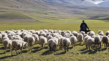 Transhumanța a fost inclusă în Patrimoniul imaterial UNESCO