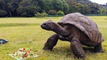 FOTO. Țestoasa Jonathan, cel mai bătrân animal terestru din lume, a împlinit 191 de ani