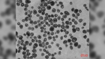 Cum funcționează antroboții? Asamblați din celule umane, aceștia pot repara celulele și țesuturile bolnave