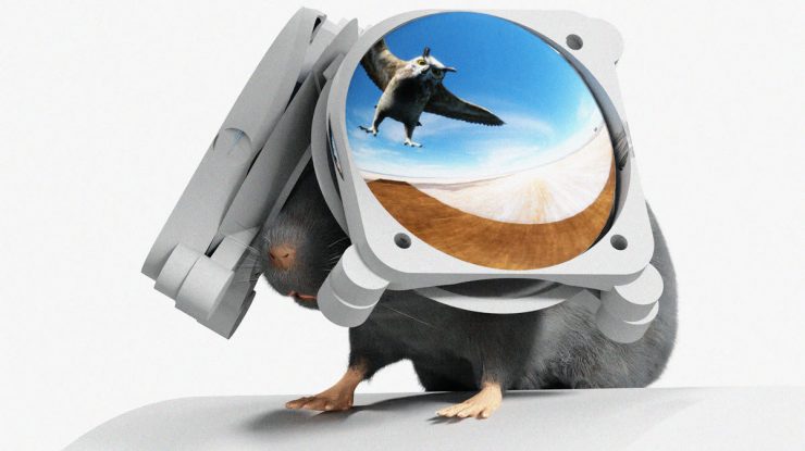 Ochelarii VR pentru șoareci. Cercetătorii vor să-i facă să simtă cum este să fie vânați de o pasăre