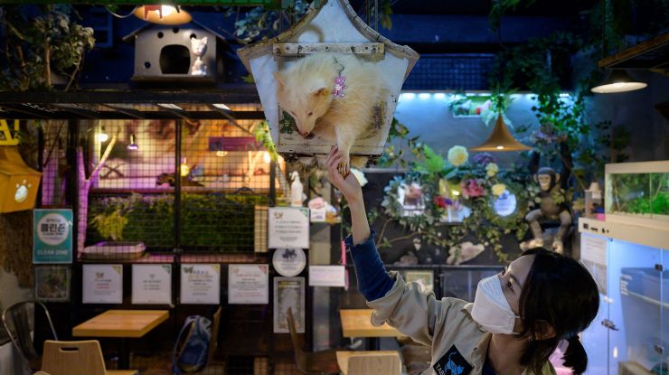 Ratoni, vulpi, suricate: Coreea de Sud oprește cafenelele controversate cu animale