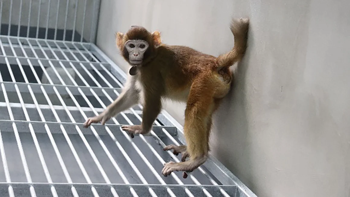 Noile specii de maimuțe clonate evidențiază limitele clonării