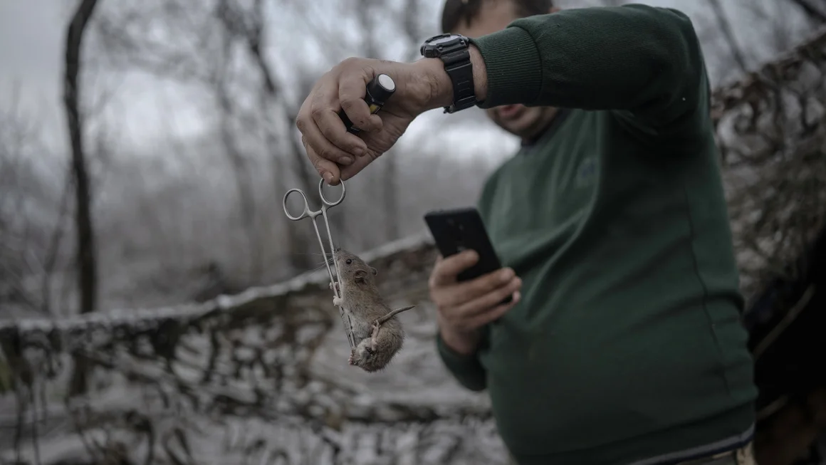 Coșmar pe frontul din Ucraina: Soldații vomită și au sângerări oculare din cauza șoarecilor și șobolanilor. Ororile din Primul Război Mondial se repetă