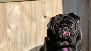 FOTO-VIDEO. „Kuma”, un pug extrem de iubit pe social media, a călătorit mai mult decât majoritatea oamenilor. Pe unde s-a plimbat patrupedul