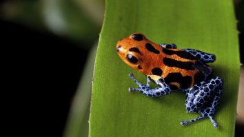 Trafic de animale sălbatice. O femeie a fost arestată pentru că avea 130 de broaște otrăvitoare în bagaj