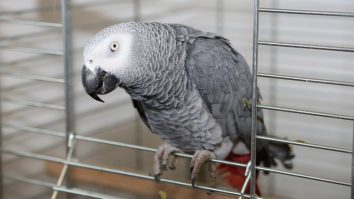 O grădină zoologică britanică și-a dus papagalii la „reabilitare”. Cei 5 papagali au fost separați de stol ca să nu mai înjure