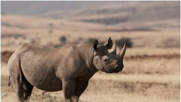 Un rinocer primește primul transfer de embrion. Specia este amenințată de dispariție