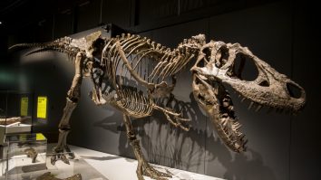 STUDIU: Ceea ce credeam că știm despre T-Rex este greșit. Ce demonstrează noile descoperiri