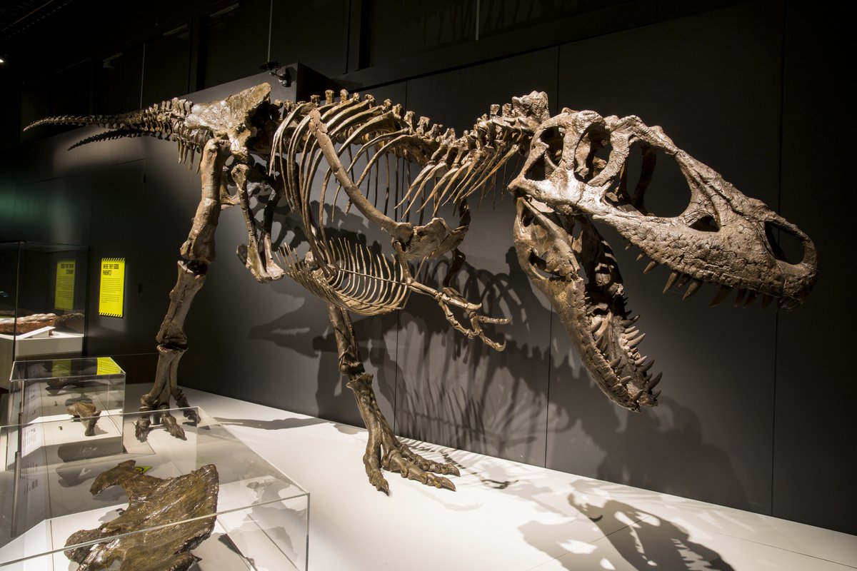 STUDIU: Ceea ce credeam că știm despre T-Rex este greșit. Ce demonstrează noile descoperiri