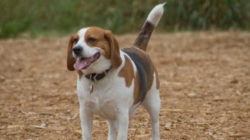 De ce dă câinele tău din coadă? Cercetătorii au formulat două ipoteze despre această acțiune