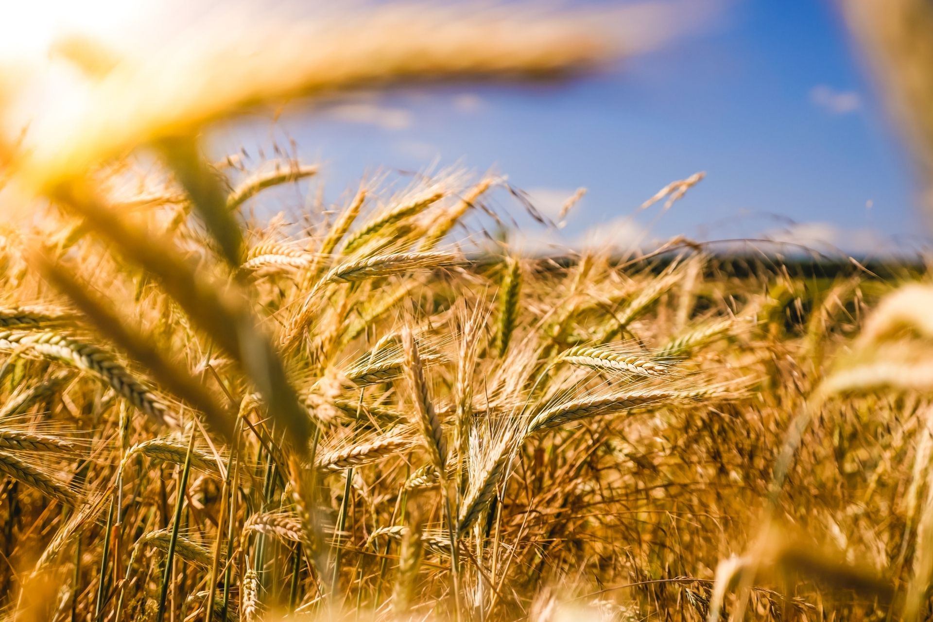 Ce mâncăm anul acesta? Conceptul UE „farm to fork” câștigă teren în România