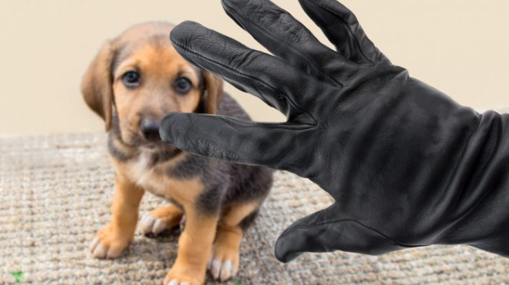 Furtul animalelor va fi considerat răpire și se va pedepsi cu închisoarea. Ce țară aplică noile reguli