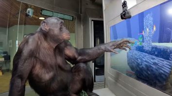 VIDEO. Kanzi, un cimpanzeu pitic, l-a învins pe Dragonul din Ender, „boss”-ul final din jocul video Minecraft