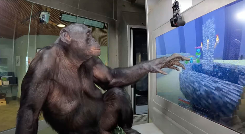 VIDEO. Kanzi, un cimpanzeu pitic, l-a învins pe Dragonul din Ender, „boss”-ul final din jocul video Minecraft