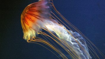 STUDIU. Vrei să trăiești mai mult? Soluția se află la animalele care ne înconjoară