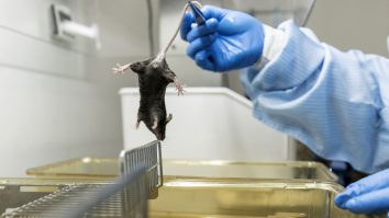 Oamenii de știință chinezi au creat o variantă mutantă de coronavirus care atacă CREIERUL și este 100% LETALĂ la șoareci. Tot ei avertizează că există riscul să ajungă și la oameni